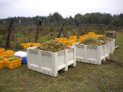 Blue Water Vineyard Gruner Veltliner Harvest
